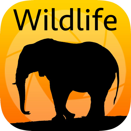 SAFARI ANIMALS